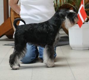 Schnauzerlyst Kiki Dee