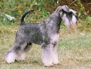 schnauzer-husets-aslan_0